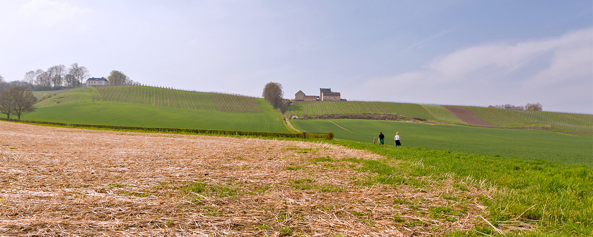 Limburgs landschap - Foto door Thom Frijns op Unsplash